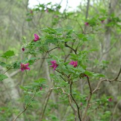 GirlsWildCat 010 : GirlsWildCat